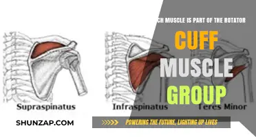 Understanding the Rotator Cuff: Key Muscles and Their Functions