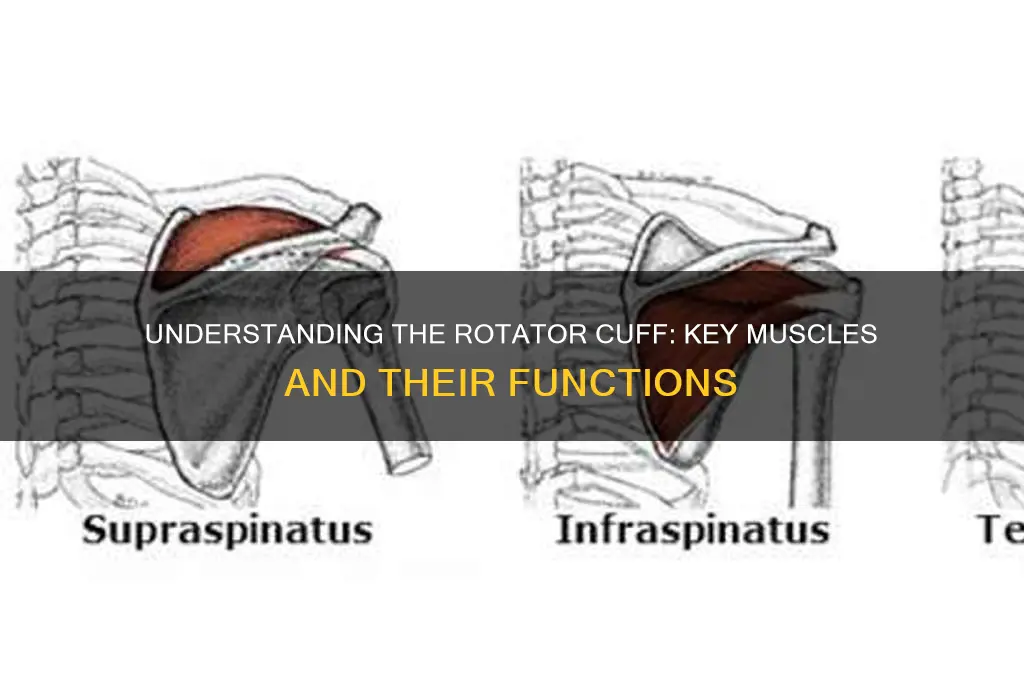 Understanding The Rotator Cuff: Key Muscles And Their Functions | CyVigor