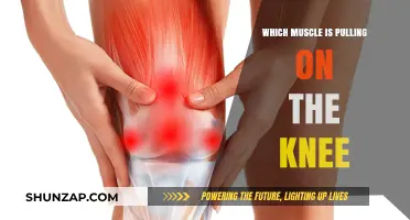 Knee Pain Causes: Identifying the Muscle Pulling on Your Knee