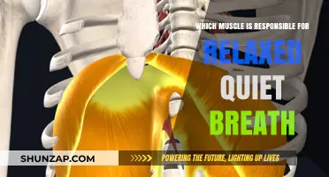 The Diaphragm: Key Muscle for Relaxed, Quiet Breathing Explained