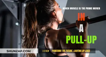 Prime Mover in Pull-Ups: Unveiling the Key Muscle for Strength