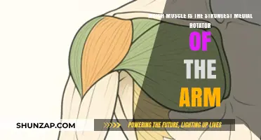 Unveiling the Strongest Medial Rotator Muscle in the Human Arm