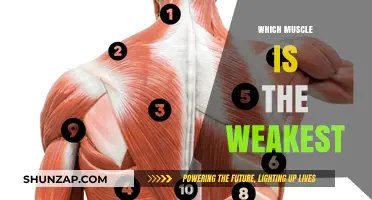 Weakest Muscle in the Human Body: What and Why?