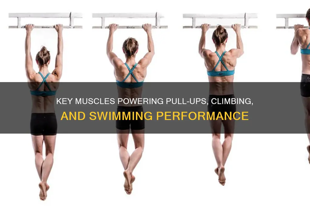 which muscle is used in pull-ups climbing and swimming