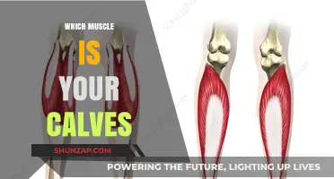 Understanding the Calf Muscle: Structure and Function