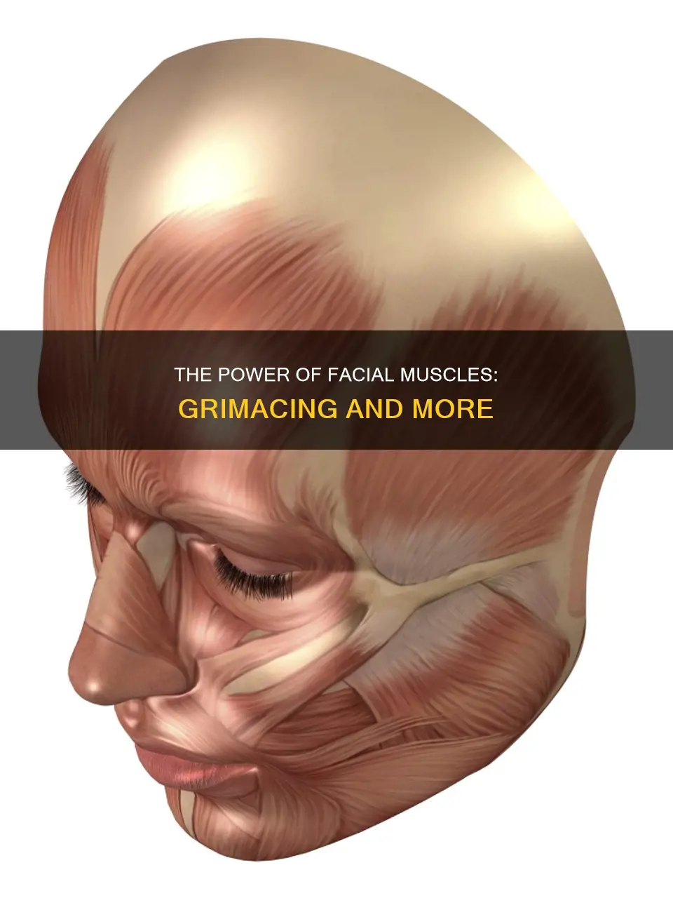 which muscle lets you grimace