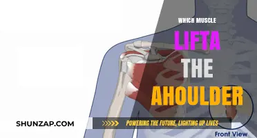 Shoulder Mechanics: The Muscle Behind the Lift