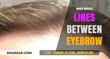 The Eyebrow Muscle: A Deep Dive