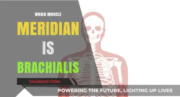 Brachialis Muscle: The Ultimate Guide to Your Arm's Power
