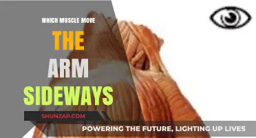 Understanding the Muscles Responsible for Lateral Arm Movement