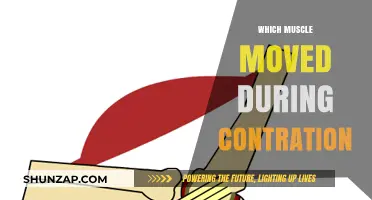 How Muscles Move: The Science of Contraction