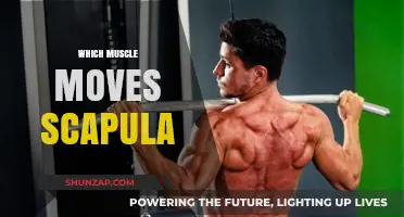 Understanding the Muscles that Move the Scapula