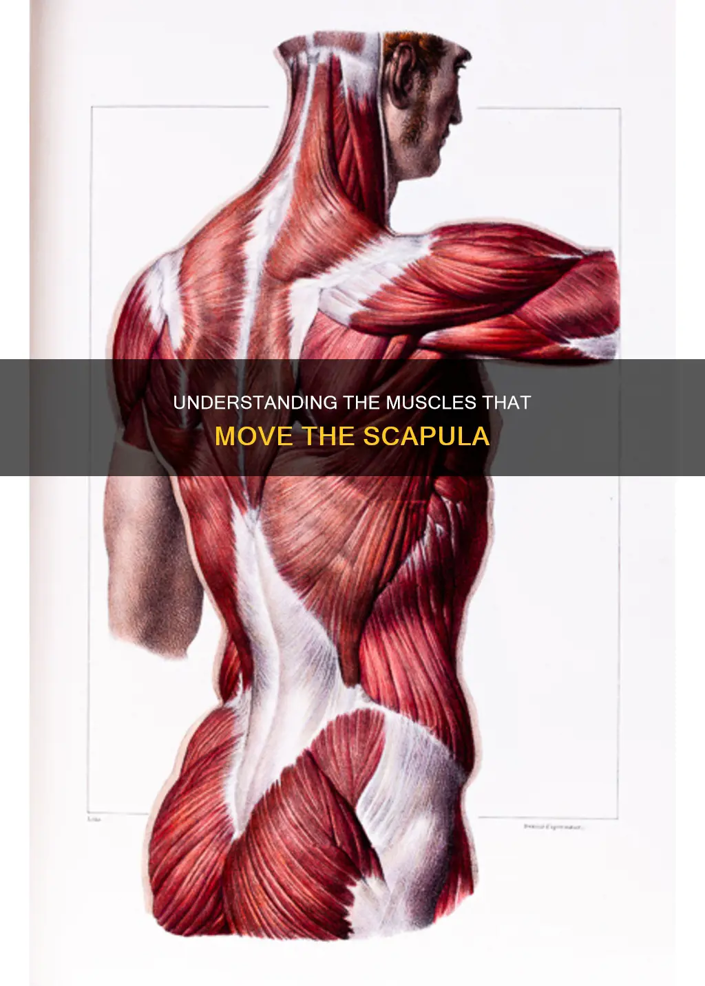 which muscle moves scapula