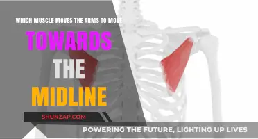 How the Pectoral Muscles Pull Arms Towards the Midline