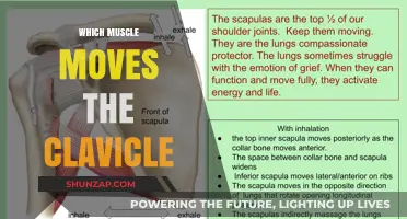How Clavicle Movement is Powered by Muscles