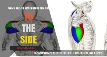 How the Deltoid Muscle Controls Lateral Upper Arm Movement