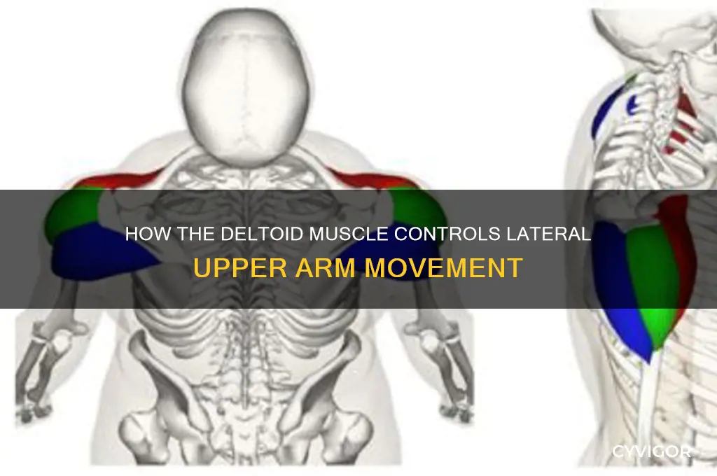 which muscle moves upper arm out to the side