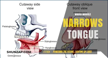 Tongue Workout: Strengthening the Tongue's Narrowing Muscle