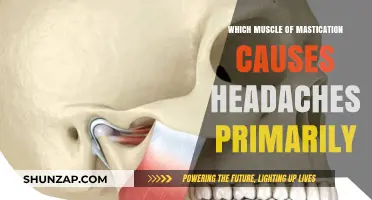 How the Masseter Muscle Triggers Tension Headaches: Causes and Relief