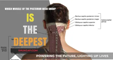 Unveiling the Deepest Muscle in the Posterior Neck Group