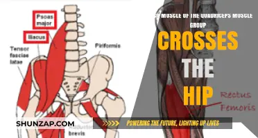 Rectus Femoris: The Unique Quadriceps Muscle Crossing the Hip Joint