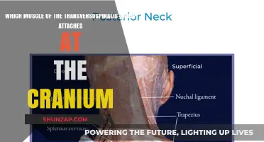 Cranial Connection: Which Transversospinalis Muscle Attaches to the Skull?