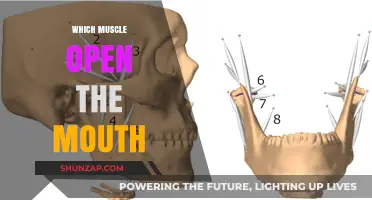 Unlocking the Mouth: Muscles That Allow Speech