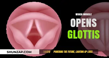 How the Muscles of the Larynx Open the Glottis