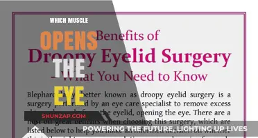 Eyelid Muscles: Opening the Eye to the World