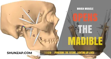Unlocking the Mandible: Muscles that Control Jaw Movement