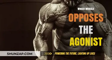 Understanding Muscle Function: Antagonists and Agonists
