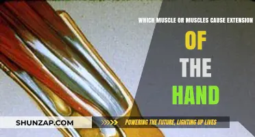 Hand Extension Muscles: Key Players in Wrist and Finger Movement