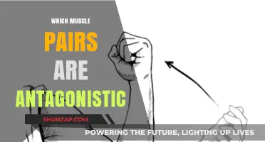 Antagonistic Muscle Pairs: The Ultimate Guide to Understanding Muscle Functions