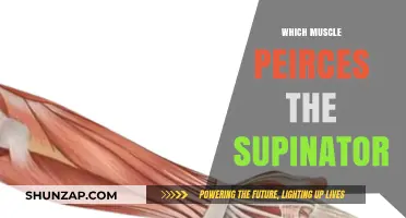 The Supinator Muscle: Understanding the Anatomy and Function