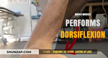 How Dorsiflexion Muscles Work and Their Benefits