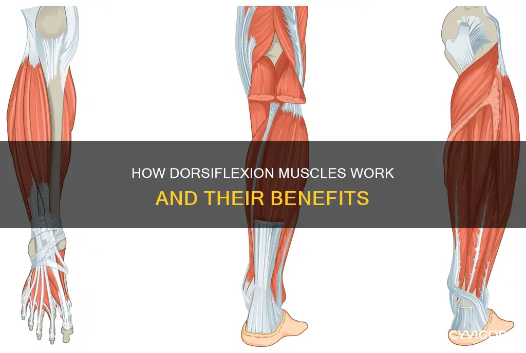 which muscle performs dorsiflexion