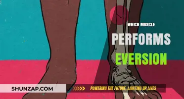 Eversion Muscle Mystery: Unveiling the Key Player