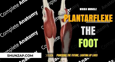 How to Plantarflex Your Foot: Calf Muscle Power