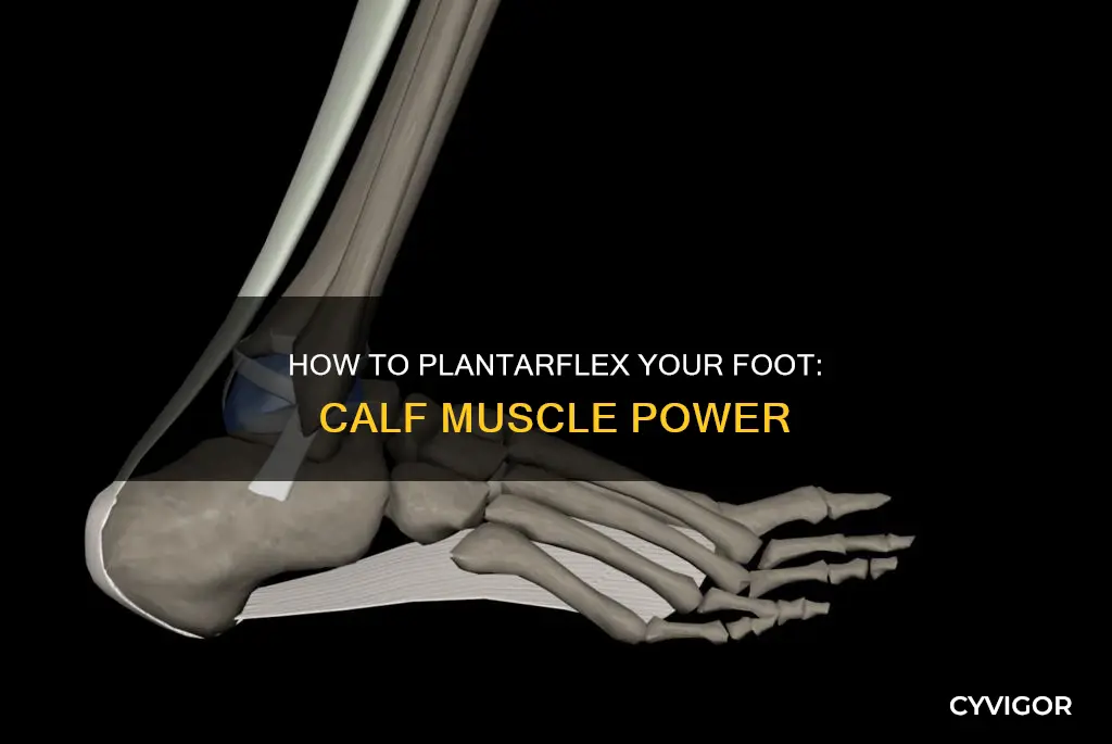which muscle plantarflexes the foot