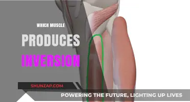 How Inversion Movement is Controlled by Muscles