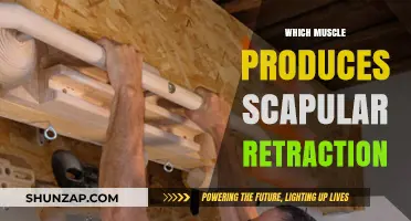 How Scapular Retraction Muscles Work Together