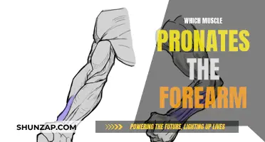 Understanding Forearm Pronation and the Muscles Involved