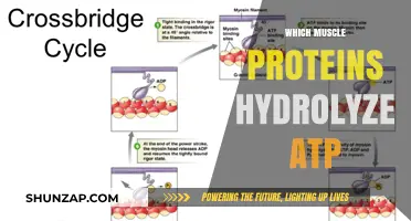 Muscle Proteins and ATP Hydrolysis: Unlocking Energy Secrets