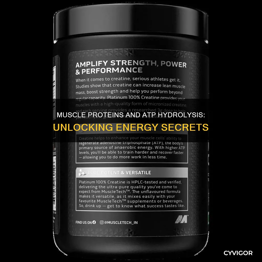 which muscle proteins hydrolyze atp