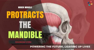Unlocking the Secret of Mandible Protraction: Muscle Mystery Solved