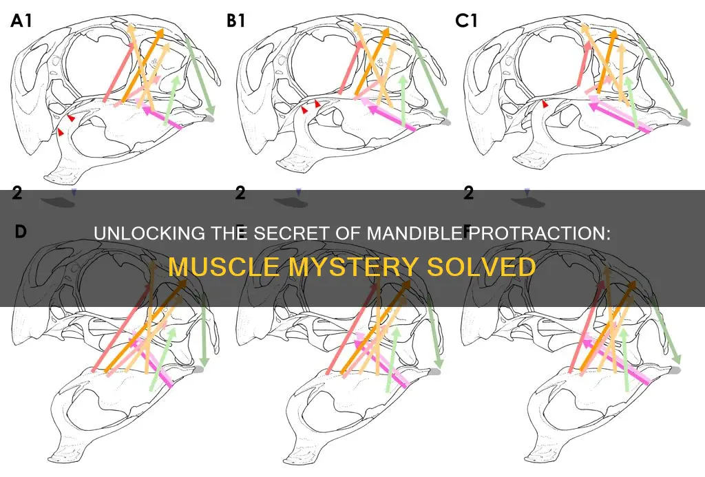 which muscle protracts the mandible