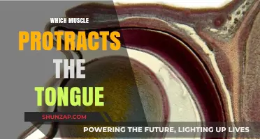 How the Tongue Moves: Protraction Muscles Explained