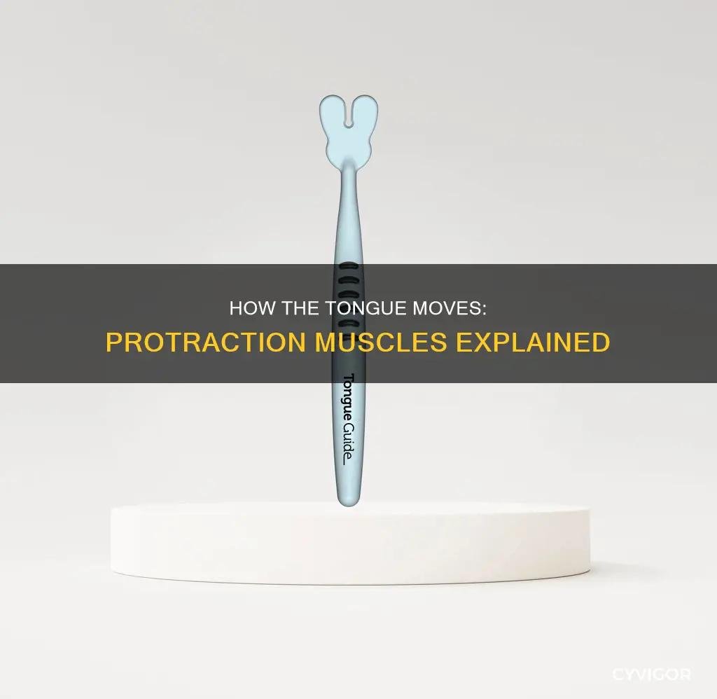 which muscle protracts the tongue