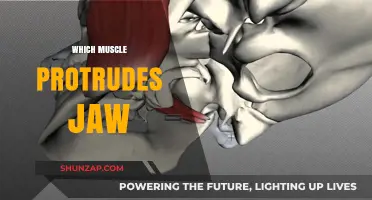 The Jaw Muscle: A Protruding Mystery