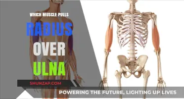 How the Biceps Brachii Rotates the Radius Over the Ulna